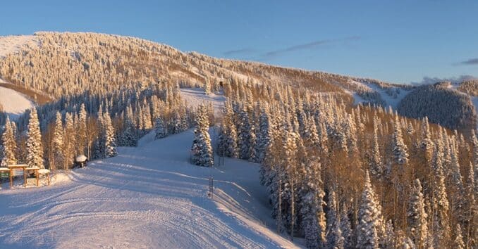 tree lined pistes