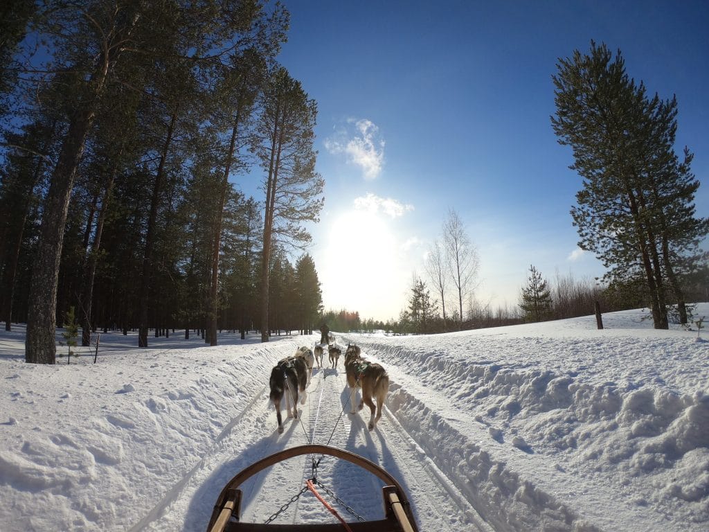 view from a dog sled with huskies pulling you through snow