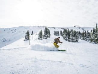 skier by snowy trees